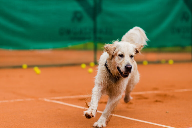 pies na korcie tenisowym